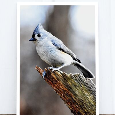 Life in Pic's Foto-Postkarte: Bird