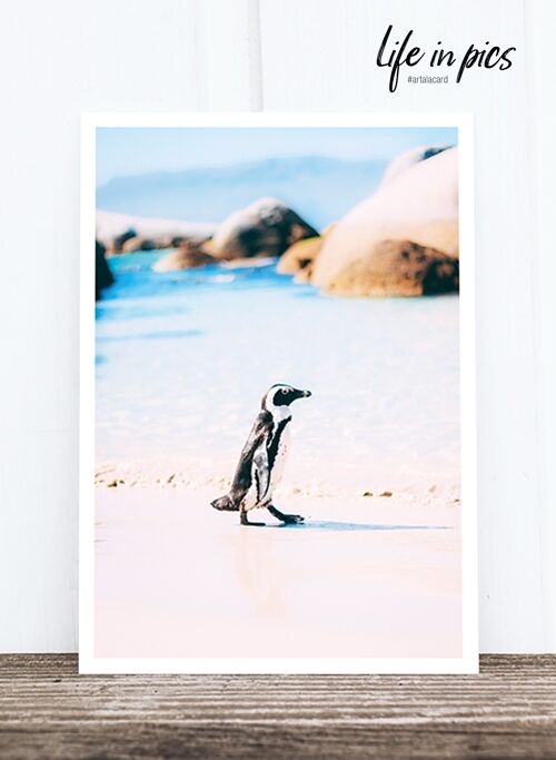 Life in Pic's Foto-Postkarte: Penguin