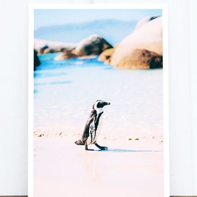 La vie dans la carte postale photo de Pic : Pingouin