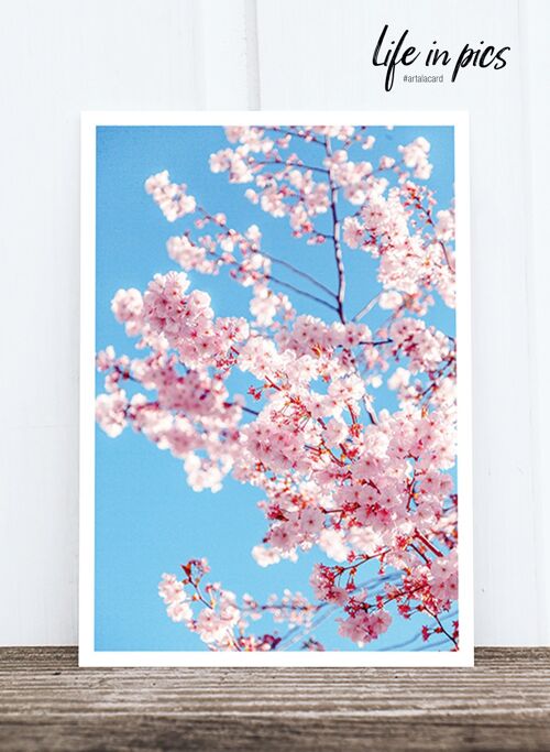 Life in Pic's Foto-Postkarte: Cherry flowers