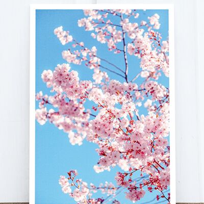 La vida en la postal fotográfica de Pic: flores de cerezo