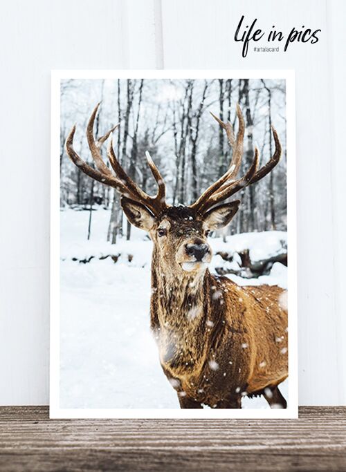 Life in Pic's Foto-Postkarte: Deer