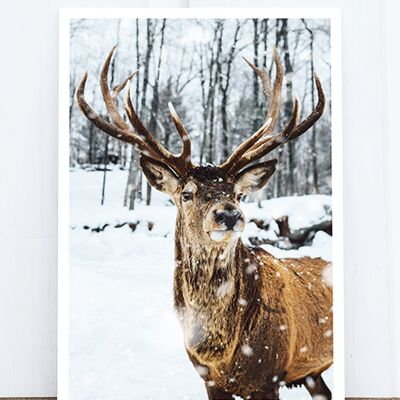 Life in Pic's Foto-Postkarte: Deer