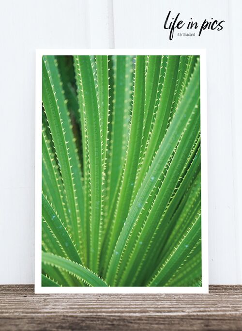 Life in Pic's Foto-Postkarte: Aloe