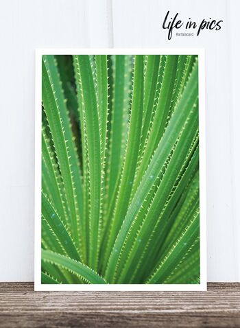 La carte postale photo de Life in Pic : Aloe