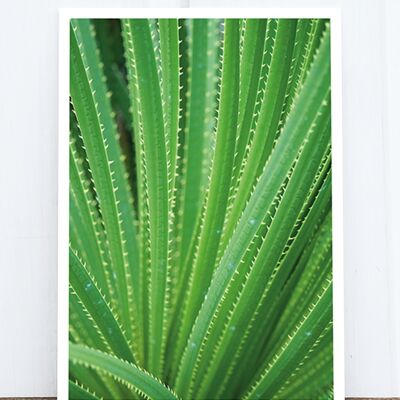 Life in Pic's Foto-Postkarte: Aloe