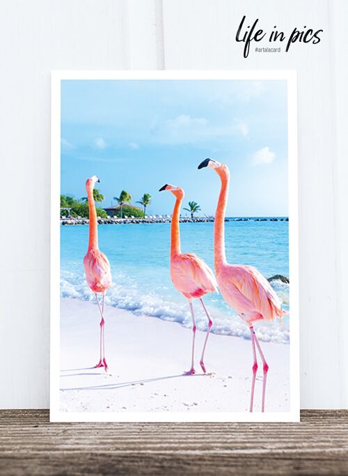 Life in Pic's Foto-Postkarte: Flamingo