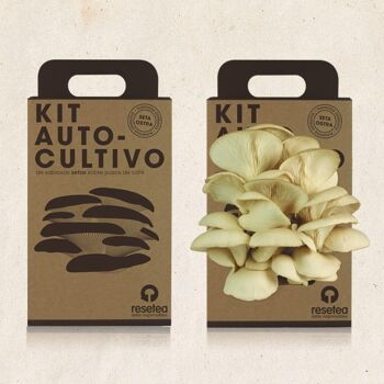 Kit d'auto-culture de champignons 2