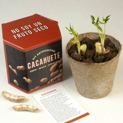 Peanut self-cultivation kit
