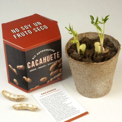 kit autocultivo Cacahuete