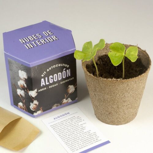 Kit autocultivo Algodón