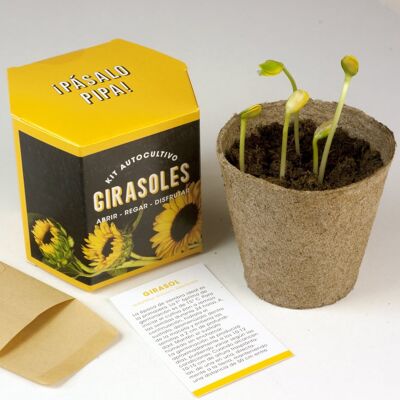 Kit autocultivo Girasoles