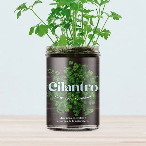 Huerto de cilantro
