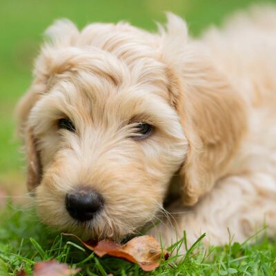 labradoodle