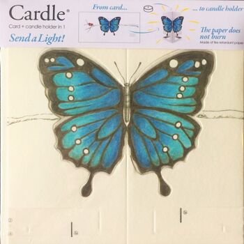 Papillon Cardle - Bleu 2