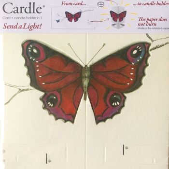 Papillon Cardle - Rouge 2