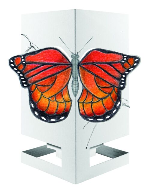 Cardle Butterfly - Orange