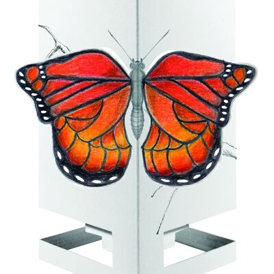 Mariposa Cardle - Naranja