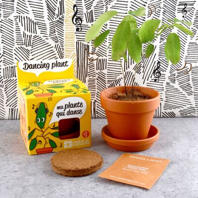 Dancing plant to grow - Extraordinary plants