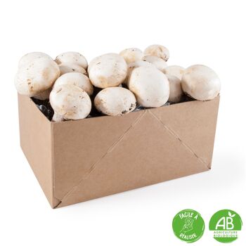 Kit de culture champignons de Paris bio (petit modèle) 4