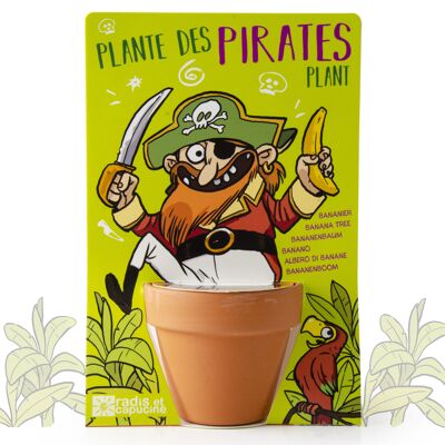 Pirate and his banana tree to sow