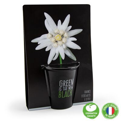 TOP NOEL - Kit de plantation black - Fleur Edelweiss