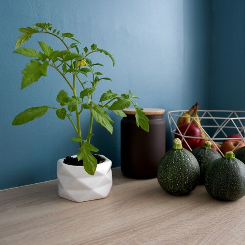 This Origami Pot Grows Along With A Plant's Roots