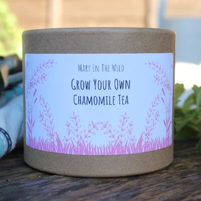 Cultiva tu propio té de manzanilla