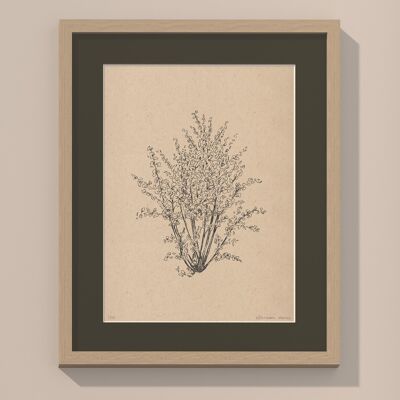 Haselnussbaum mit Passepartout und Rahmen | 30cm x 40cm | Cavolo Nero