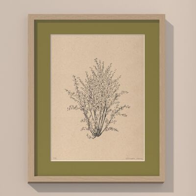 Hazelnut tree with passe-partout and frame | 30cm x 40cm | Olivo