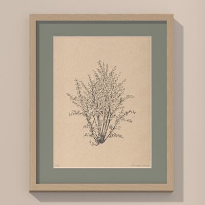 Hazelnut tree with passe-partout and frame | 30cm x 40cm | salvia