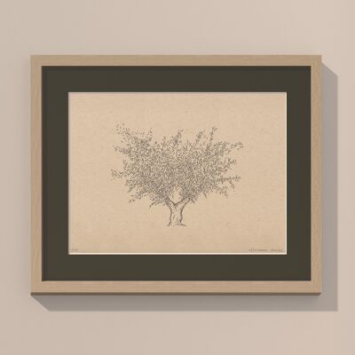 Olive tree with passe-partout and frame | 30cm x 40cm | Cavolo Nero