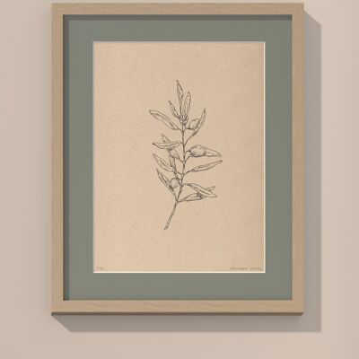 Olive branch with passe-partout and frame | 30cm x 40cm | salvia