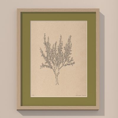 Mandelbaum mit Passepartout und Rahmen | 30cm x 40cm | Olivo
