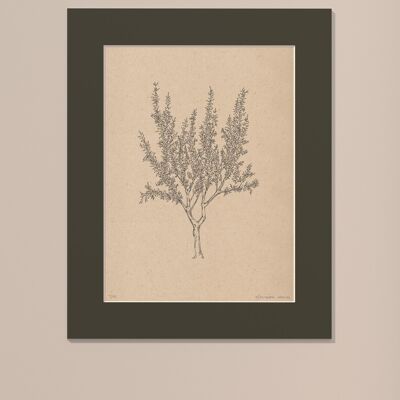 Drucken Mandelbaum mit Passepartout | 30cm x 40cm | Cavolo Nero