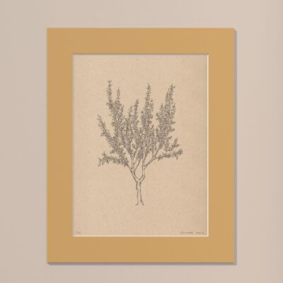 Print Almond tree with passe-partout | 30cm x 40cm | noce