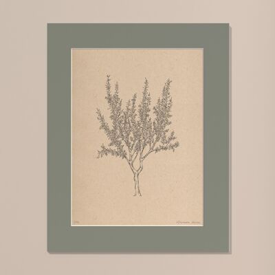 Print Almond tree with passe-partout | 30cm x 40cm | salvia