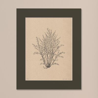 Drucken Haselnussbaum mit Passepartout | 30cm x 40cm | Cavolo Nero