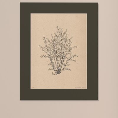 Print Hazelnut tree with passe-partout | 30cm x 40cm | Cavolo Nero