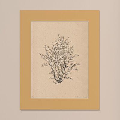 Print Hazelnut tree with passe-partout | 30cm x 40cm | noce