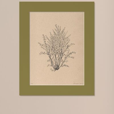 Drucken Haselnussbaum mit Passepartout | 30cm x 40cm | Olivo
