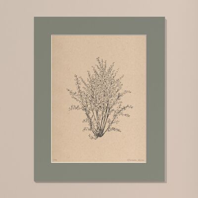 Print Hazelnut tree with passe-partout | 30cm x 40cm | salvia