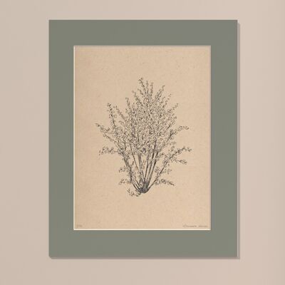 Print Hazelnut tree with passe-partout | 30cm x 40cm | salvia