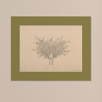 Drucken Olivenbaum mit Passepartout | 30cm x 40cm | Olivo