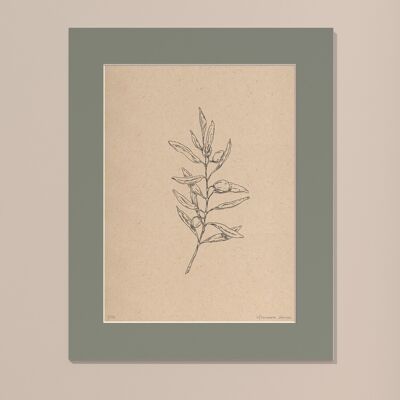 Print Olive branch with passe-partout | 30cm x 40cm | salvia
