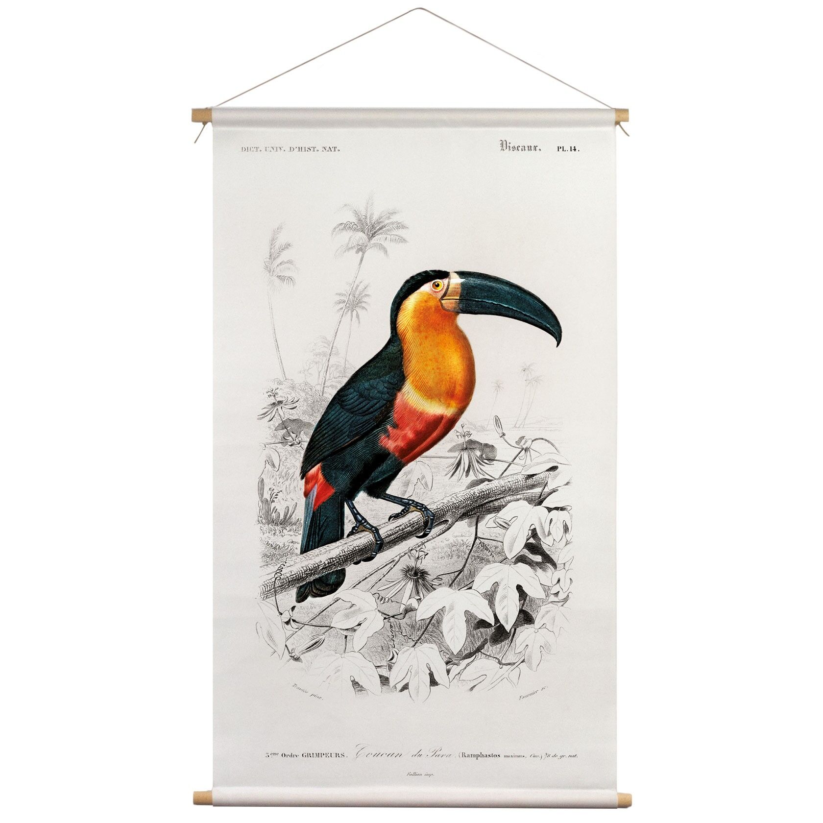 Tissu mural Toucan Charles D'Orbigny 65x45cm - affiche textile avec cordon en cuir