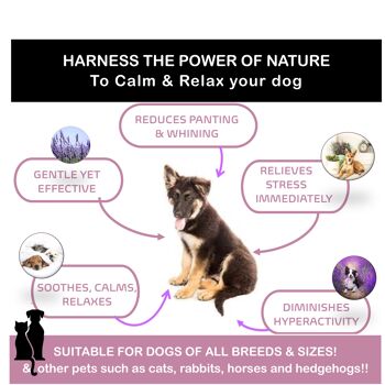 Calm & Balmy – Un remède à action rapide pour soulager l’anxiété et réduire le stress. 3