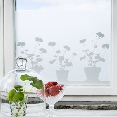 Pelargoniums in pots, static cling window film.