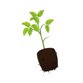 Jardinette - Kit prêt à planter (précommande) 5