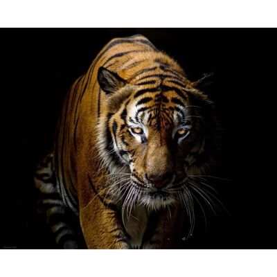 Poster plastifié: Portrait de tigre 40cm x 50cm